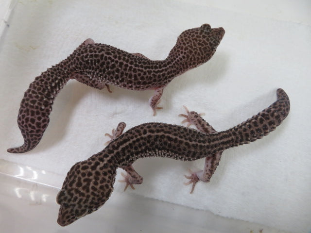 Mack Super Snow Breeding Pair (2)