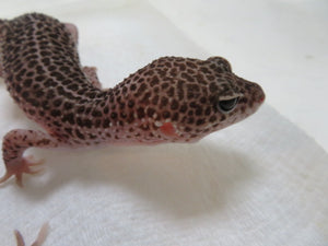 Mack Super Snow Breeding Pair (2)