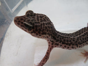 Mack Super Snow Breeding Pair (2)