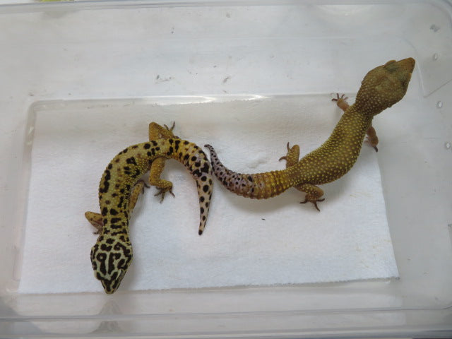 Jungle Leopard gecko Breeding Pair (2)