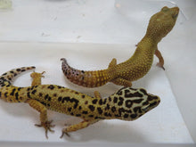 Load image into Gallery viewer, Jungle Leopard gecko Breeding Pair (2)
