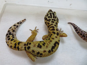 Jungle Leopard gecko Breeding Pair (2)