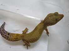 Load image into Gallery viewer, Jungle Leopard gecko Breeding Pair (2)
