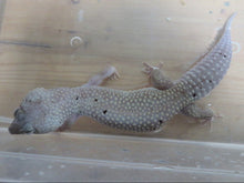 Load image into Gallery viewer, Blizzard Leopard Gecko Adult Rehome
