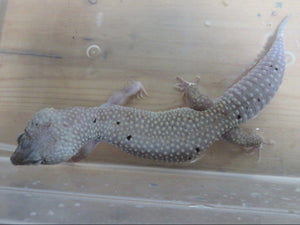 Blizzard Leopard Gecko Adult Rehome
