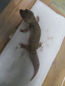 Blizzard Leopard Gecko Adult Rehome