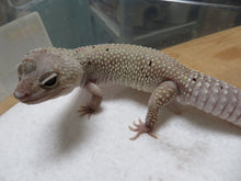 Load image into Gallery viewer, Blizzard Leopard Gecko Adult Rehome
