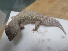 Load image into Gallery viewer, Blizzard Leopard Gecko Adult Rehome
