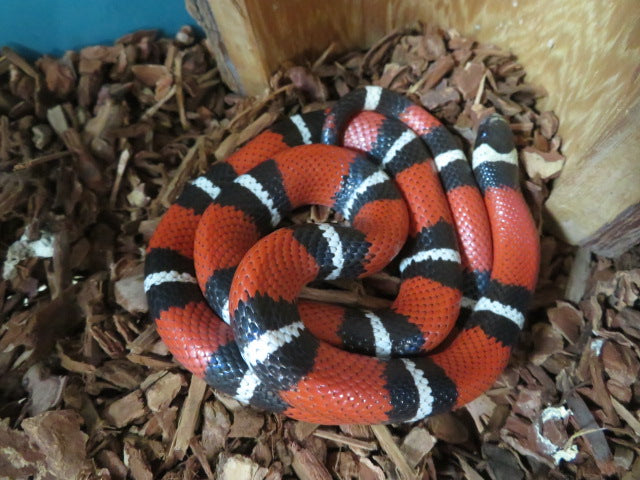 Milk Snake Rehome