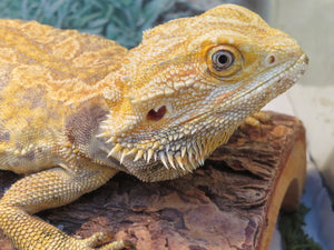 Bearded Dragon Rehome Guy
