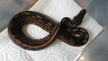 Load image into Gallery viewer, Cinnamon Leopard Ball Python het albino Female HH
