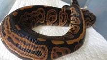 Load image into Gallery viewer, Cinnamon Leopard Ball Python het albino Female HH
