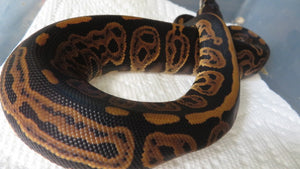Cinnamon Leopard Ball Python het albino Female HH