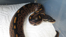 Load image into Gallery viewer, Cinnamon Leopard Ball Python het albino Female HH
