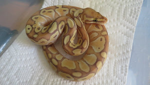 Banana Lesser Ball Python Male HH