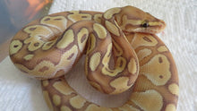 Load image into Gallery viewer, Banana Lesser Ball Python Male HH
