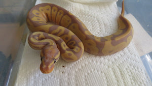 Banana Ball Python pos Female HH