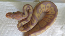 Load image into Gallery viewer, Banana Ball Python pos Female HH
