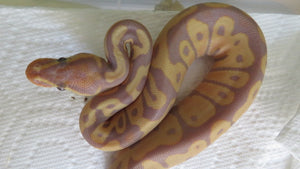 Banana Ball Python pos Female HH