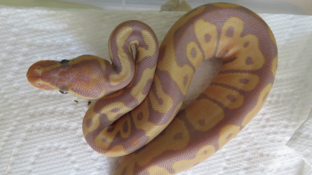 Banana Ball Python pos Female HH
