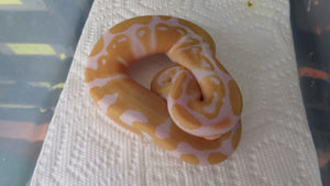 Albino het pied Ball Python