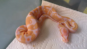Albino het pied Ball Python