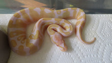 Load image into Gallery viewer, Albino het pied Ball Python
