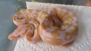 Albino het pied Ball Python