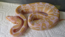 Load image into Gallery viewer, Albino het pied Ball Python
