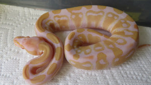 Albino het pied Ball Python