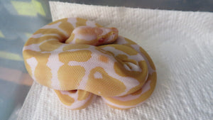 Albino het pied Ball Python