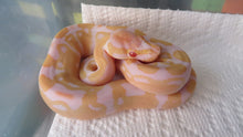 Load image into Gallery viewer, Albino het pied Ball Python

