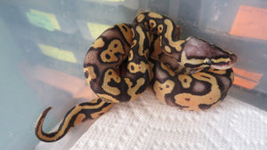Super Pastel Python