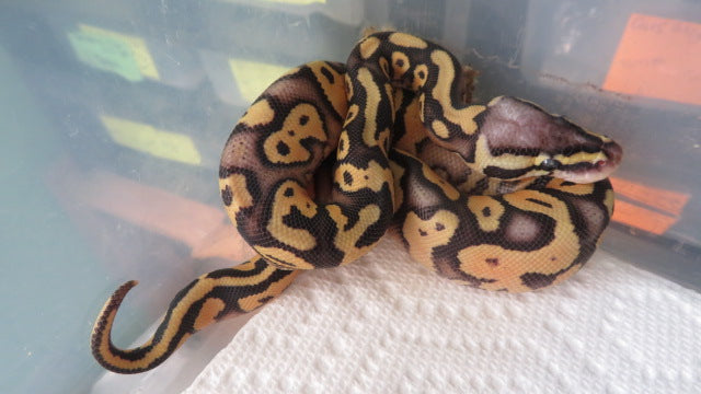 Super Pastel Python