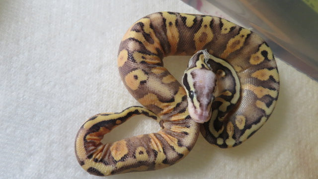 GHI SP Spark or Yellow Belly Ball Python