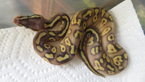 Super Pastel Yellow Belly or Spark Ball Python