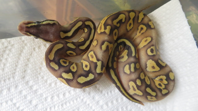 Super Pastel Yellow Belly or Spark Ball Python