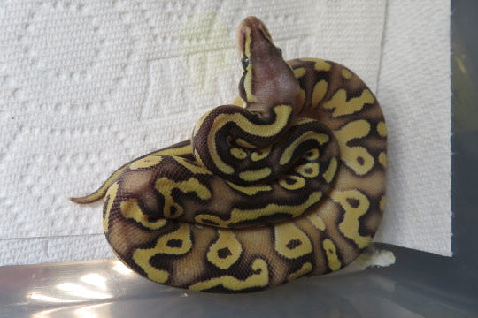 Super Pastel Mojave Yellow Belly or Spark Ball Python