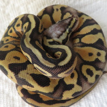 Load image into Gallery viewer, Super Pastel Mojave Yellow Belly or Spark Ball Python
