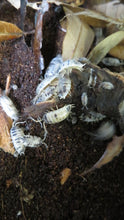 Load image into Gallery viewer, Dairy Cow Isopods 100+
