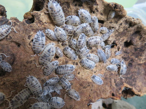 Dairy Cow Isopods 100+