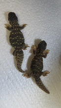Load image into Gallery viewer, Baby Giant Saudia Arabian Uromastyx

