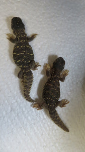Baby Giant Saudia Arabian Uromastyx