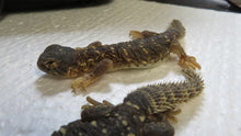 Load image into Gallery viewer, Baby Giant Saudia Arabian Uromastyx

