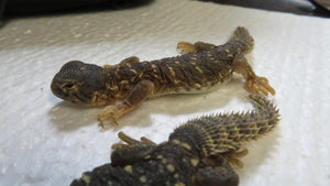Baby Giant Saudia Arabian Uromastyx