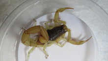Load image into Gallery viewer, Desert Hairy Scorpion
