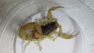 Desert Hairy Scorpion
