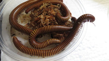 Load image into Gallery viewer, Texas Giant Gold Millipede
