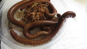 Texas Giant Gold Millipede