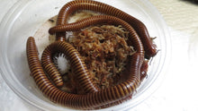 Load image into Gallery viewer, Texas Giant Gold Millipede
